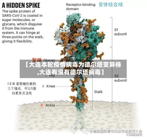 【大连本轮疫情病毒为德尔塔变异株,大连有没有德尔塔病毒】